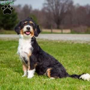 Hershey Boy, Mini Bernedoodle Puppy